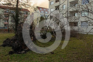 Uprooted tree fell on a house after a serious storm named eberhard