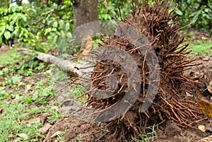 An uprooted tree in the forest