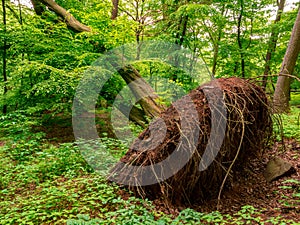 Uprooted tree in the forest after storm