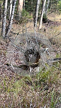 An uprooted tree in the forest