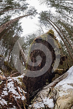 Uprooted tree in forest in winter