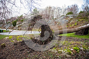 Uprooted tree in a grave yard