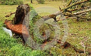 Uprooted tree after heavy storm