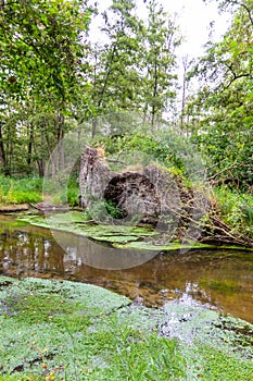 Uprooted tree after hurricane shows extreme weather at idyllic creek and tranquil river with deracinated tree in the woods