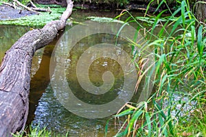 Uprooted tree after hurricane shows extreme weather at idyllic creek and tranquil river with deracinated tree in the woods