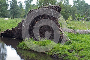 Uprooted tree lying down on humid meadow by the fragile riverbanks