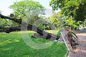 uprooted tree in park