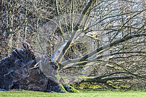 Uprooted tree in a Park in Germany