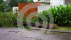 An uprooted tree in a residential area after a tropical storm. Climate change concept