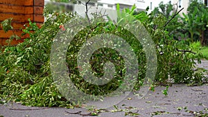 An uprooted tree in a residential area after a tropical storm. Climate change concept