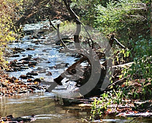 Uprooted tree roots on the creek bank Jenningsville Pennsylvania
