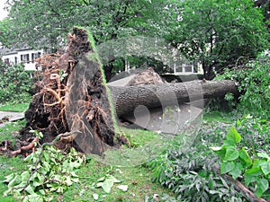 Sradicamento un albero tempesta 