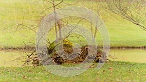 Uprooted tree stump by the lake, close up