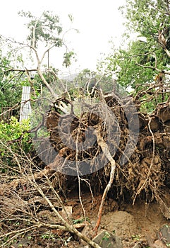 Uprooted tree by typhoon photo