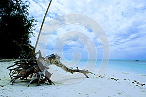 Uprooted tree washed up on the beach in Zanzibar