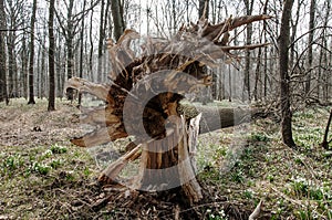 Uprooted tree photo
