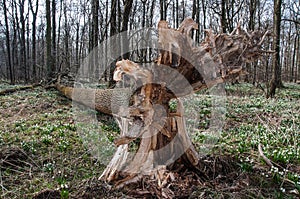 Uprooted tree photo