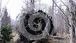 Uprooted tree. Windblow in primordial boreal coniferous forest.