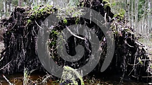 Uprooted tree. Windblow in primordial boreal coniferous forest