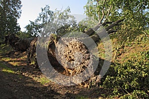 Uprooted trees