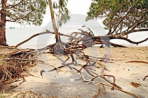 Uprooted trees and beach erosion after tropical cyclone hits island