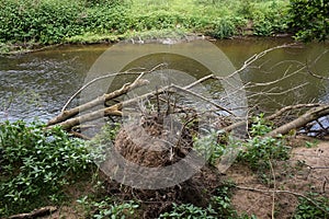 Uprooted Trees By The Riverbank