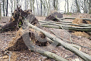 Desarraigo árboles después tormenta 