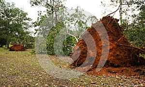 Uprooted tropical tree after heavy storm