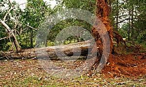 Uprooted tropical tree after heavy storm