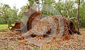 Uprooted tropical tree after heavy storm