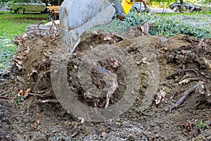 Uprooting a large stump trees using an excavator
