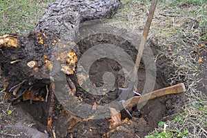 Uprooting old dry fruit tree in garden. Large pit with severed tree roots.  Fallen apple tree lies next to hole.