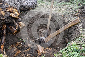 Uprooting old dry fruit tree in garden. Large pit with severed tree roots. Fallen apple tree lies next to hole.
