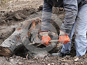 Uprooting a stump with roots with a crowbar