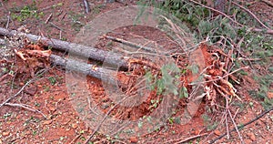 Uprooting trees in a pine forest as part of the preparation of land for subdivision construction