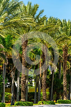 Upscale neighborhood with palm trees