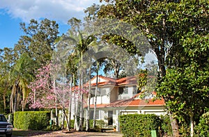 Upscale white Australian house with tile roof and palm trees and pink flowering tree in front - tall gum trees behind