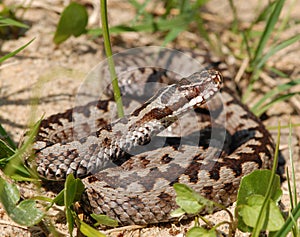 Upset common europian viper