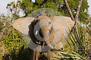 Upset Elephant in Ruaha National Park, Tanzania