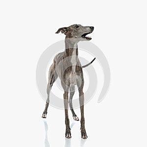 upset english greyhound hunting dog looking to side and barking