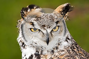 Upset Great Horned Owl