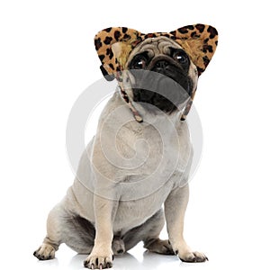 Upset pug wearing a headband with cheetah ears