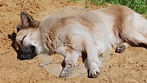 Upset stray dog looking into camera