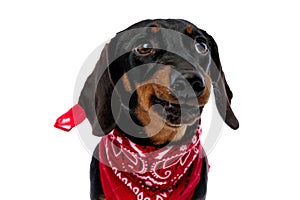 Upset Teckel puppy frowning and wearing red bandana