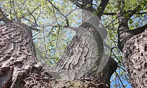 Upshot Triple Oak Tree in Spring