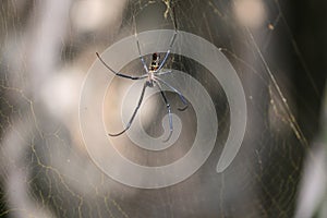 upside down african spider web photo