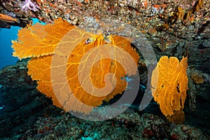 Upside Down Branching Gorgonian Sea Fan in Thailand