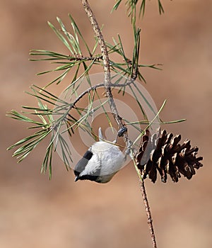 Upside down Carolina chickadee