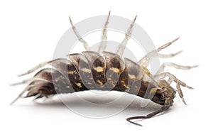 Upside down Common woodlouse, Oniscus asellus