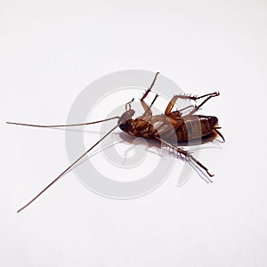 Upside Down Dead Cockroach home insect white background
